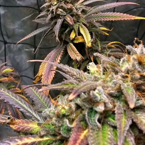 OG Kush Auto growlog timeline photo