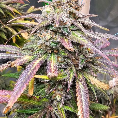 OG Kush Auto growlog timeline photo