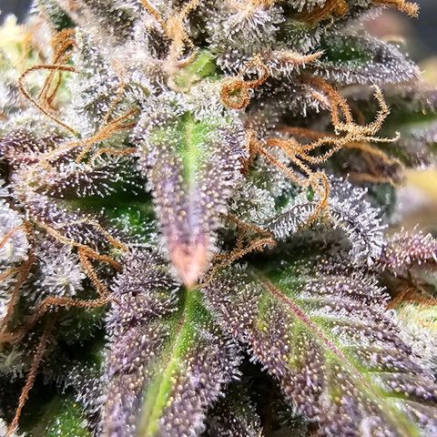 OG Kush Auto growlog timeline photo