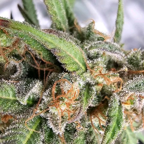 OG Kush Auto growlog timeline photo