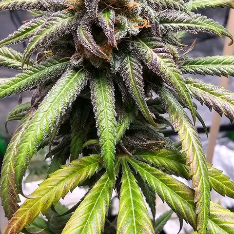 OG Kush Auto growlog timeline photo