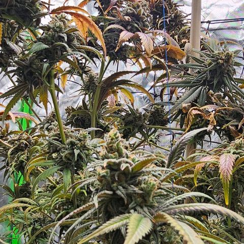OG Kush Auto growlog timeline photo