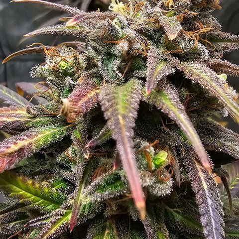 OG Kush Auto growlog timeline photo