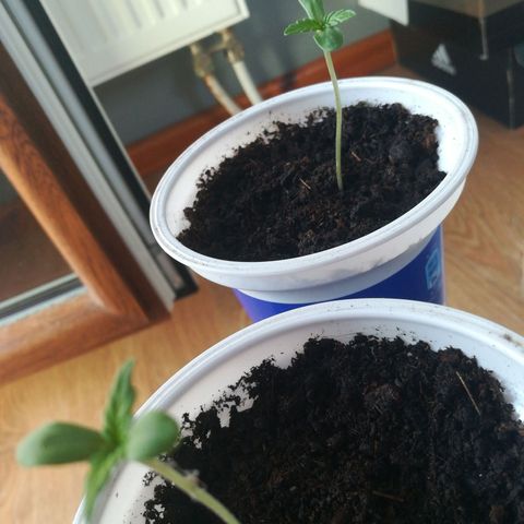 Auto Critical+ growlog photo: Znakomity przyrost 