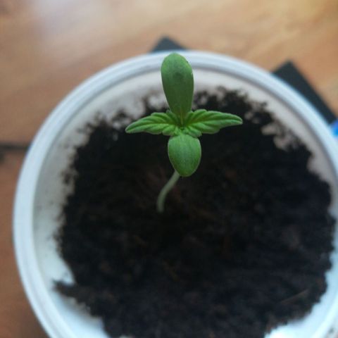 Auto Critical+ growlog timeline photo