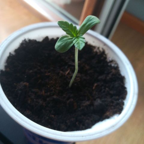 Auto Critical+ growlog photo: 4listna koniczyna