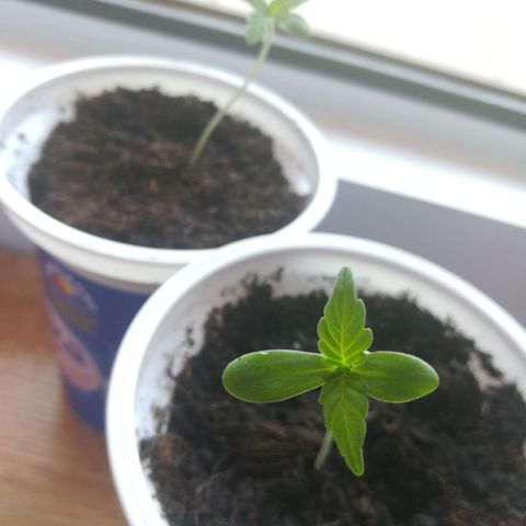 Auto Critical+ growlog photo: Rosną jak na drożdżach
