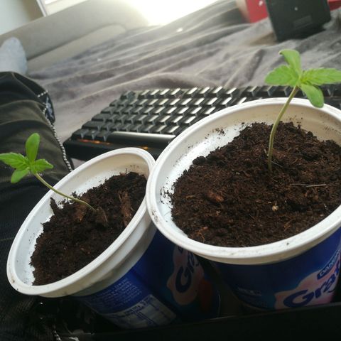 Auto Critical+ growlog timeline photo
