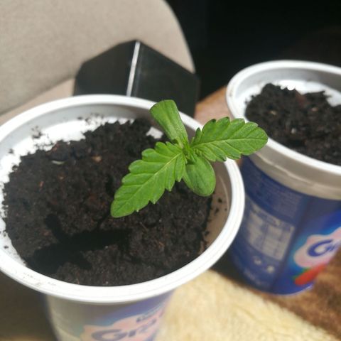 Auto Critical+ growlog timeline photo