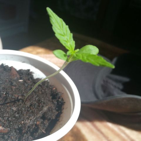 Auto Critical+ growlog timeline photo