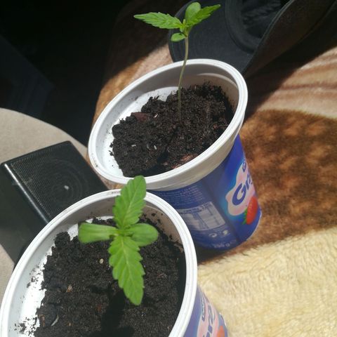 Auto Critical+ growlog timeline photo