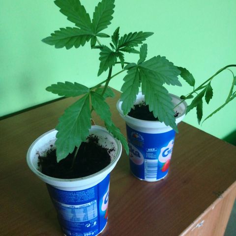 Auto Critical+ growlog timeline photo