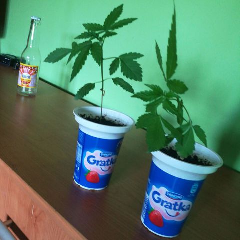 Auto Critical+ growlog timeline photo