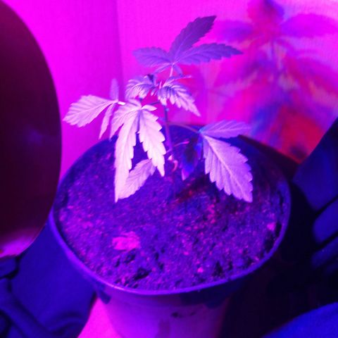 Auto Critical+ growlog timeline photo