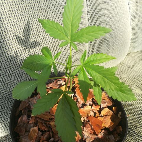 Auto Critical+ growlog photo: Równo i ładnie rośnie w górę
Puszcza liście na łodygach
Dodałem również korę by trzymało wilgoć 