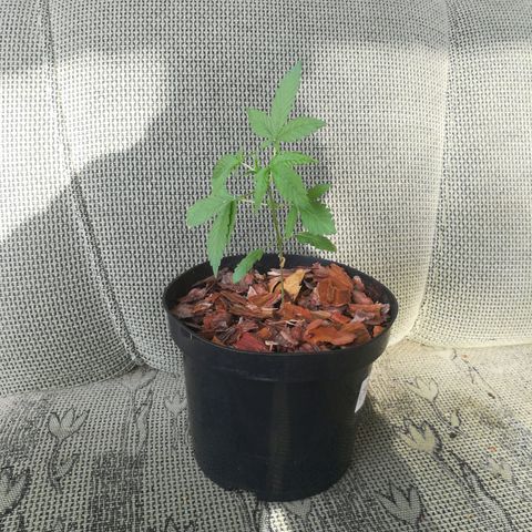 Auto Critical+ growlog photo: Równo i ładnie rośnie w górę
Puszcza liście na łodygach
Dodałem również korę by trzymało wilgoć 