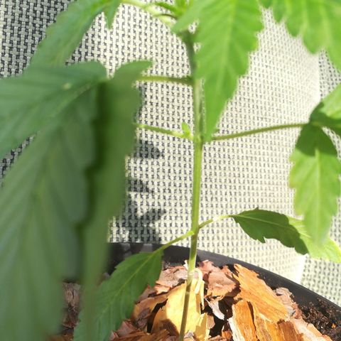 Auto Critical+ growlog photo: Równo i ładnie rośnie w górę
Puszcza liście na łodygach
Dodałem również korę by trzymało wilgoć 