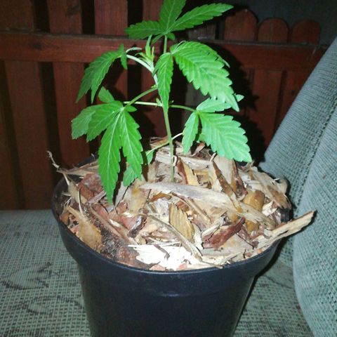 Auto Critical+ growlog timeline photo