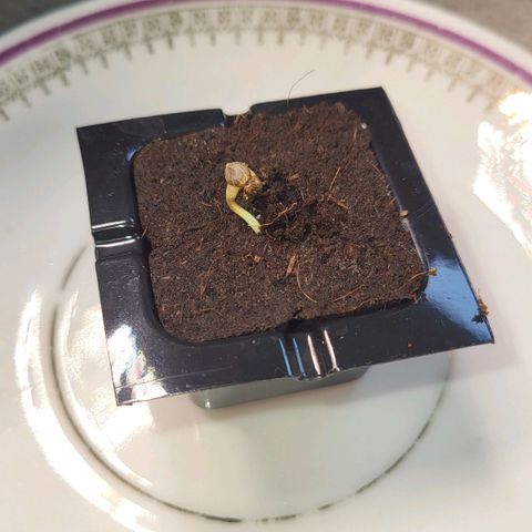 Jolanda growlog timeline photo