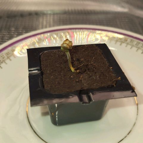Jolanda growlog timeline photo
