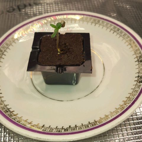 Jolanda growlog timeline photo
