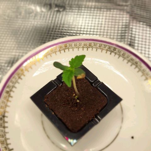 Jolanda growlog timeline photo