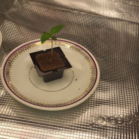 Jolanda growlog timeline photo