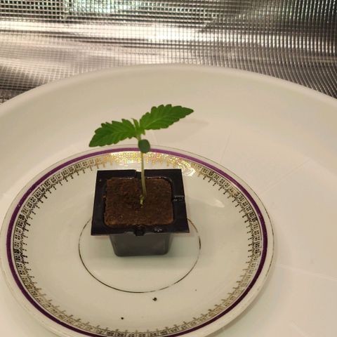 Jolanda growlog timeline photo