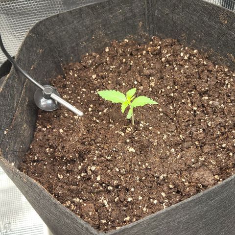 Jolanda growlog timeline photo