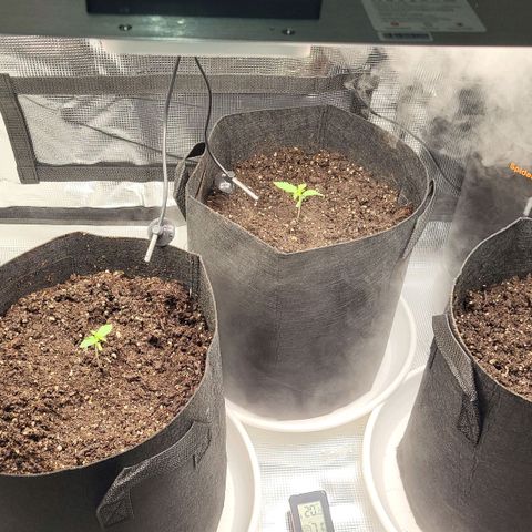 Jolanda growlog timeline photo