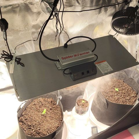 Jolanda growlog timeline photo