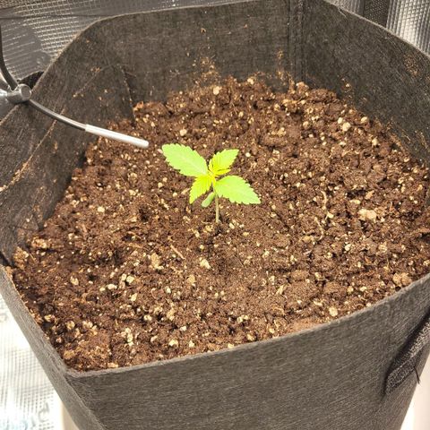 Jolanda growlog timeline photo
