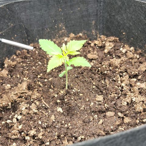 Jolanda growlog timeline photo