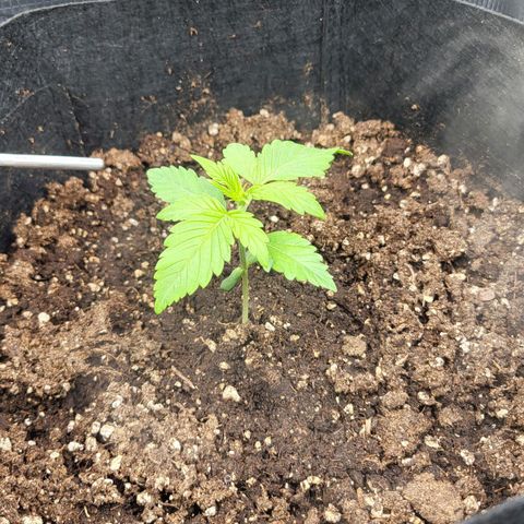 Jolanda growlog timeline photo