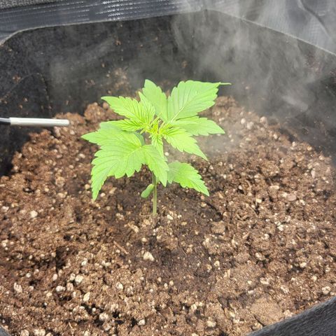Jolanda growlog timeline photo