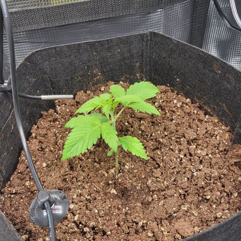 Jolanda growlog timeline photo