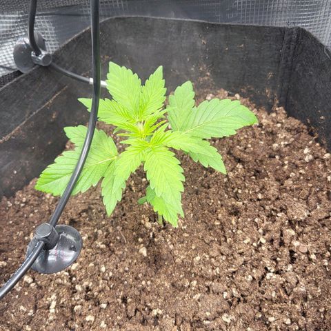 Jolanda growlog timeline photo