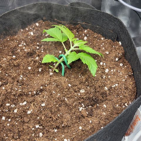 Jolanda growlog timeline photo