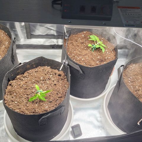 Jolanda growlog timeline photo