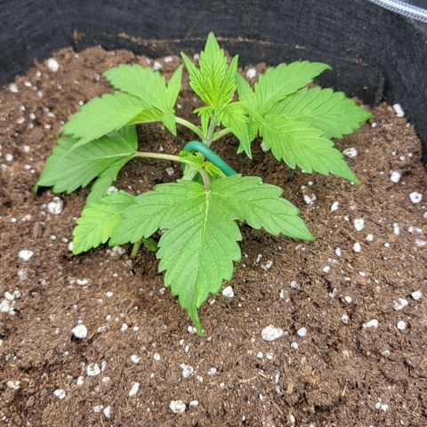 Jolanda growlog timeline photo