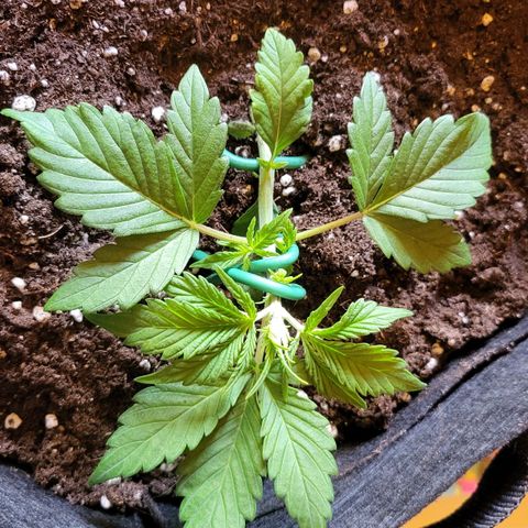 Jolanda growlog timeline photo