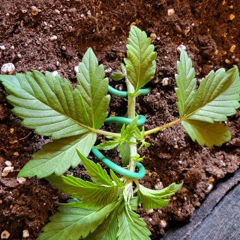 Jolanda growlog timeline photo