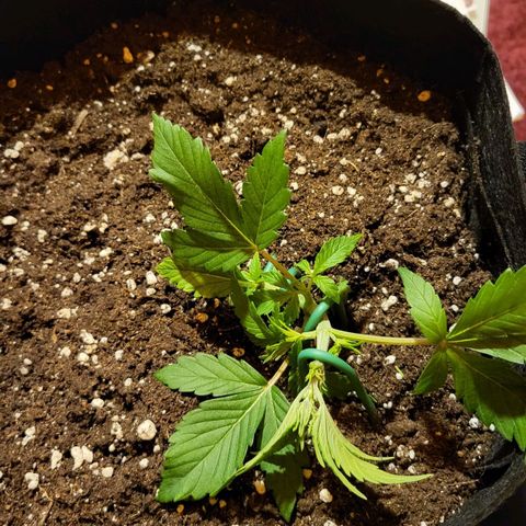 Jolanda growlog timeline photo