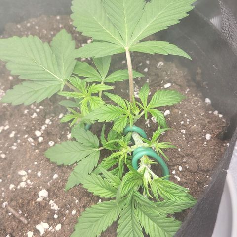Jolanda growlog timeline photo
