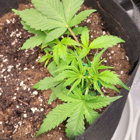 Jolanda growlog timeline photo