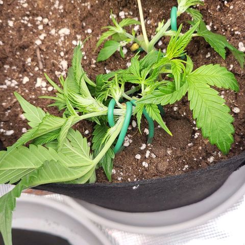 Jolanda growlog timeline photo