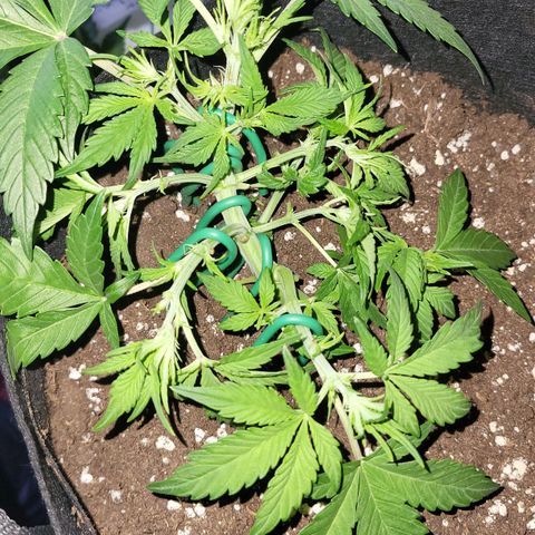 Jolanda growlog timeline photo