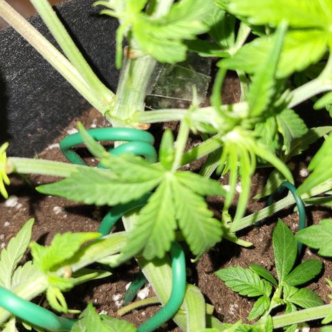 Jolanda growlog timeline photo