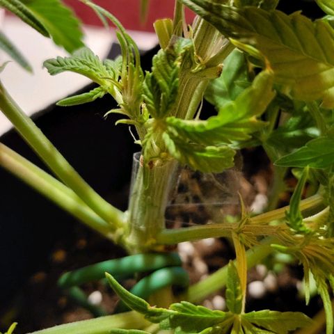 Jolanda growlog photo: Gebrochen! Mit tesa verarztet
