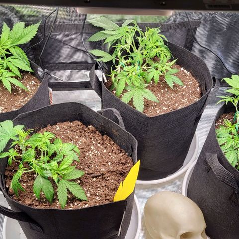 Jolanda growlog timeline photo